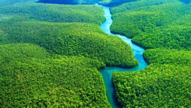 الغابات الاستوائية - الأمازون