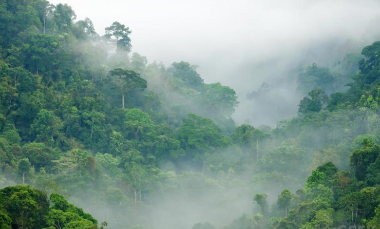 غابات الكونغو المطيرة