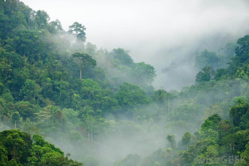 غابات الكونغو المطيرة