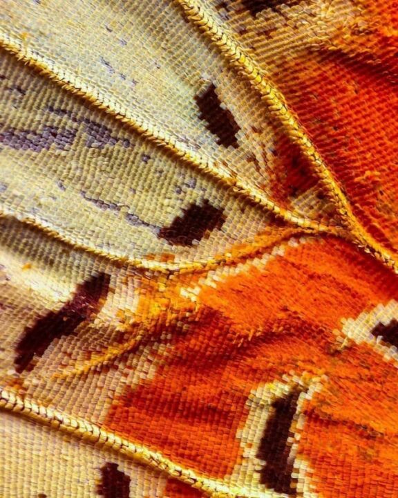 أجنحة الفراشات كما لم تراها من قبل باستخدام تقنية الماكرو 8